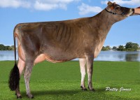 Sexed Showdown from RJF Valentino Glorious VG-86 2yr
