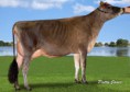 Sexed Showdown from RJF Valentino Glorious VG-86 2yr